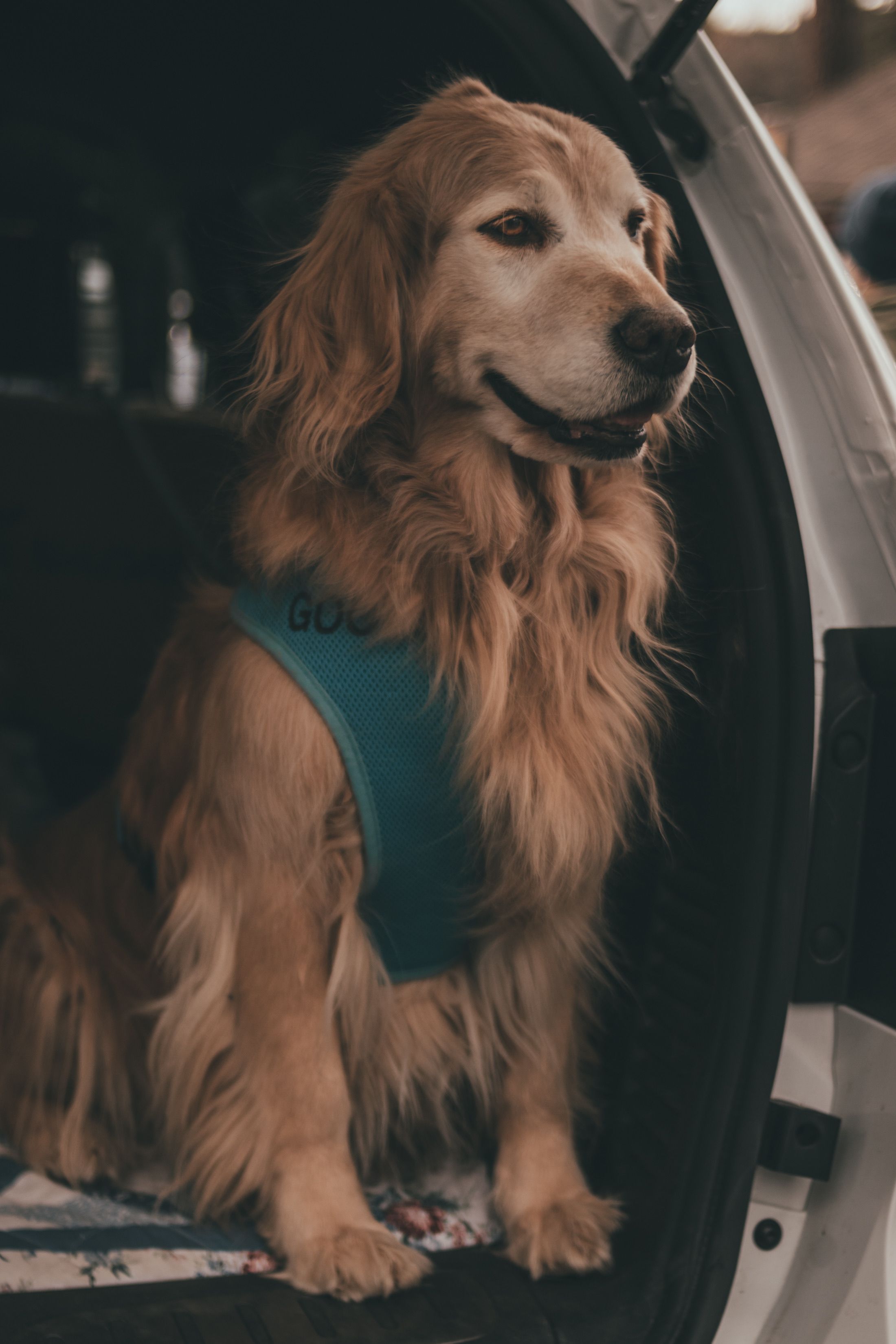Golden retriever sitting in a car wearing a teal safety harness