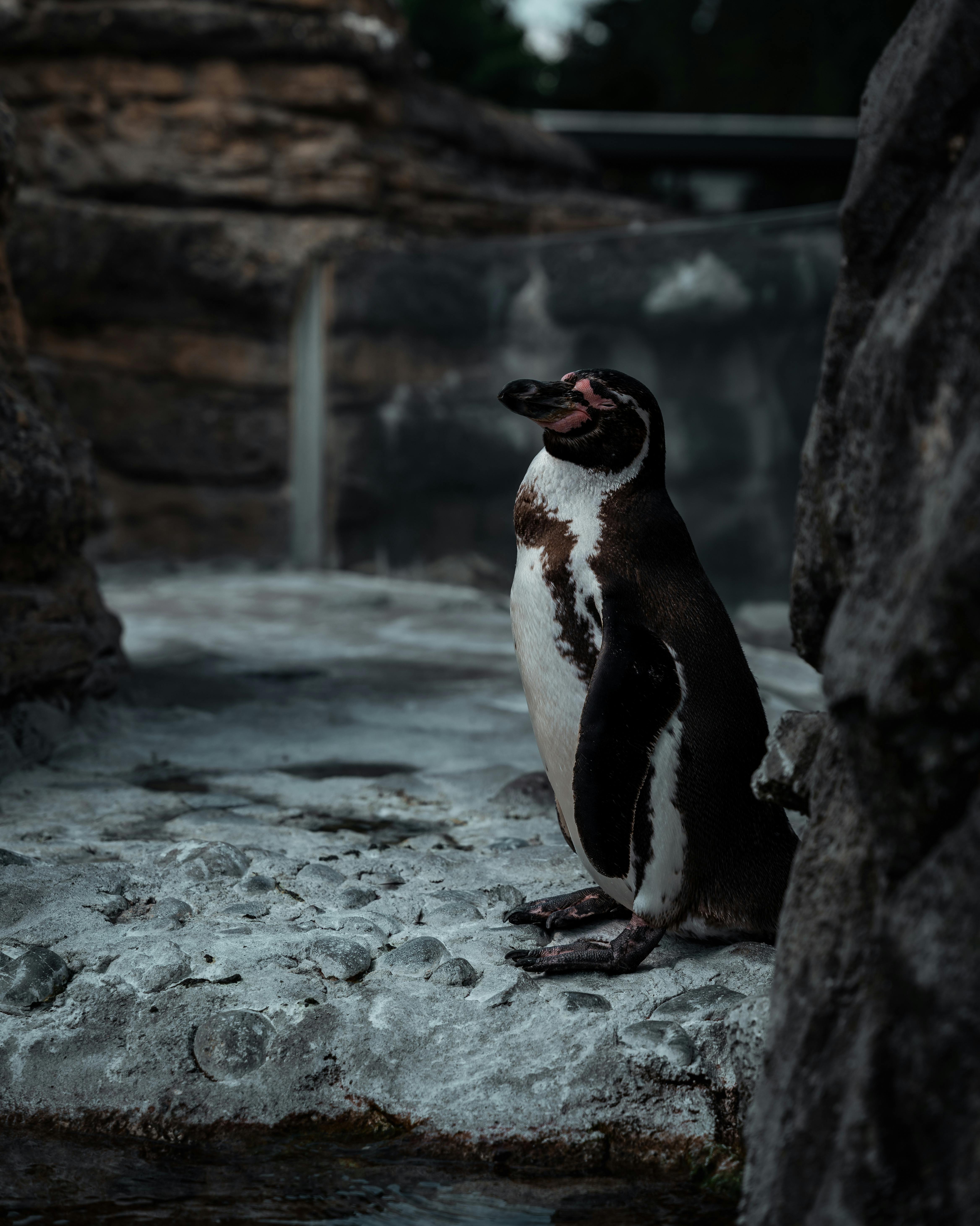 a penguin is standing on a rock in an enclosure