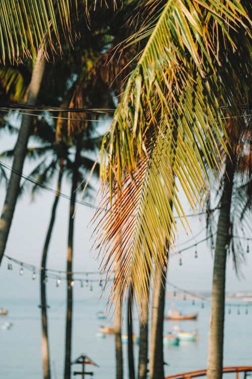 Free Palm trees with string lights gently sway over the tranquil waters of Phan Thiet, Vietnam. Stock Photo