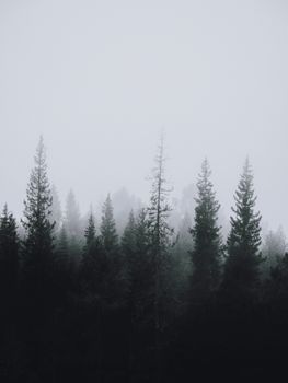 A peaceful view of a pine forest shrouded in mist, capturing the essence of winter tranquility.