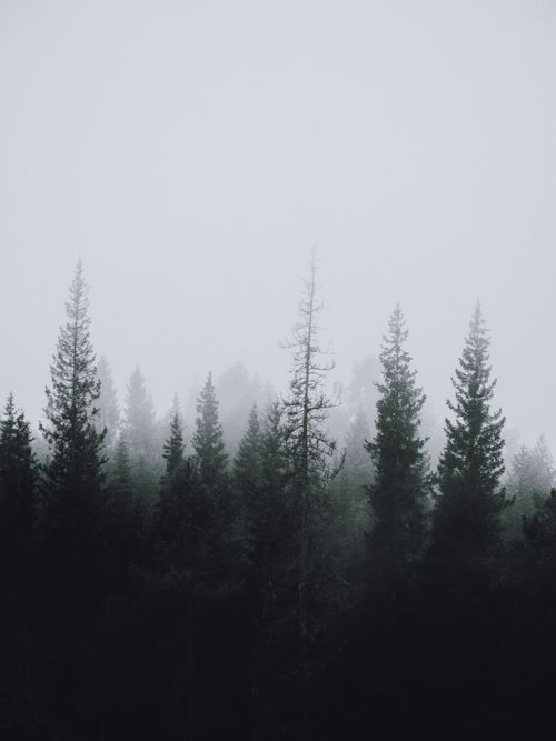 Free A peaceful view of a pine forest shrouded in mist, capturing the essence of winter tranquility. Stock Photo