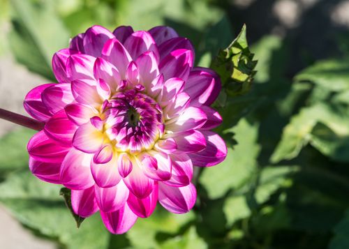 Free A vibrant pink dahlia in full bloom, showcasing its intricate petal pattern. Stock Photo