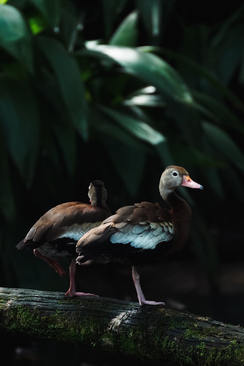 Fauna silvestre en Costa Rica