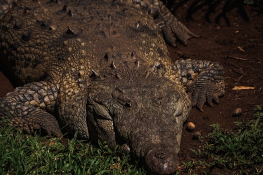 Detailed image of a large crocodile resting on muddy ground with textured skin.