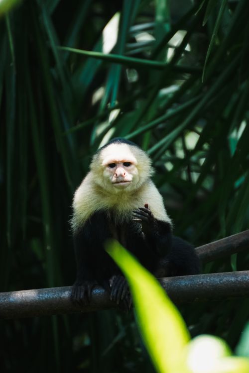 Free Close-up of a white-faced capuchin in its natural rainforest habitat. Stock Photo