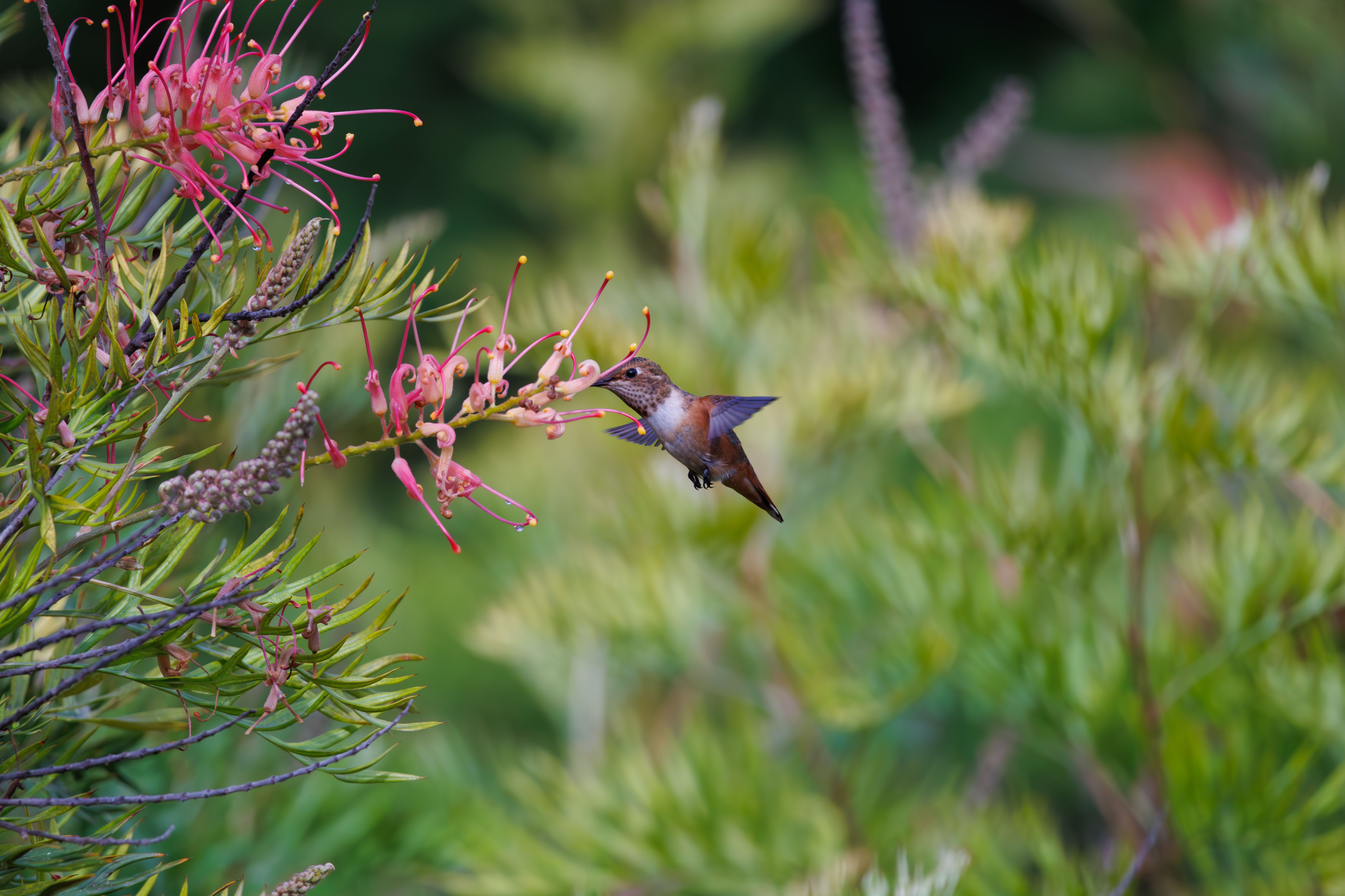 how to attract hummingbirds with plants, image 2