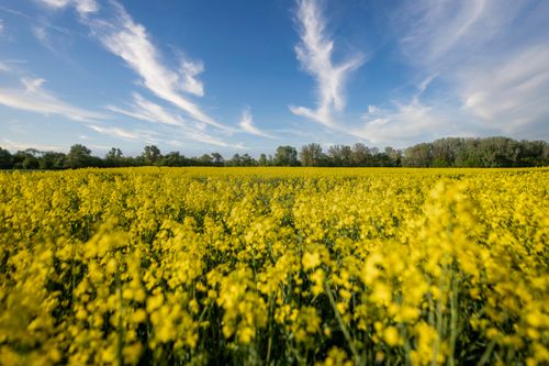 Free Expansive rapeseed field in full bloom under a bright blue sky in Poland. Stock Photo
