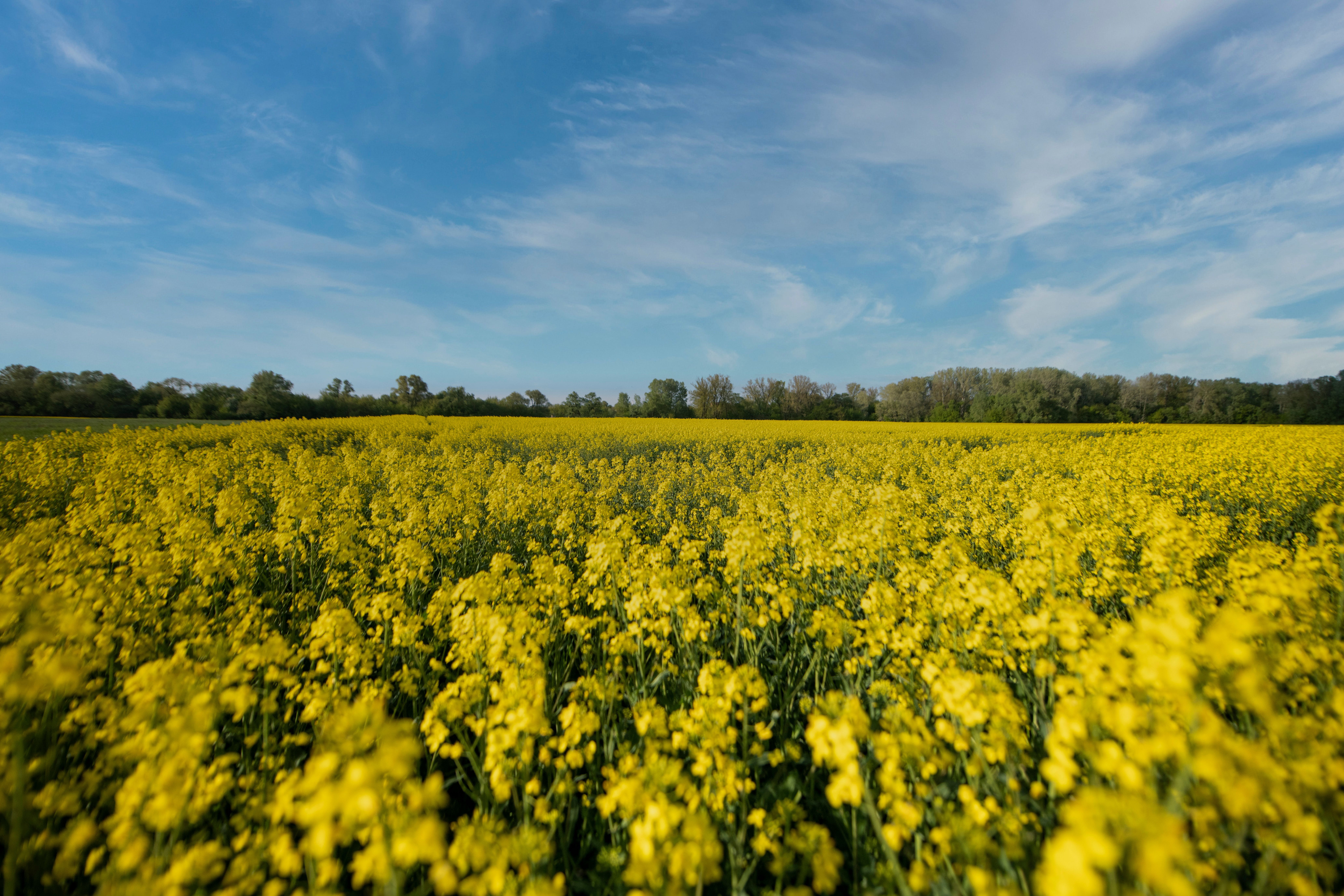 Why Is Canola Oil Banned in Europe? The Truth Behind the Controversy