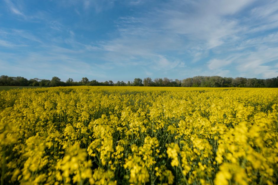 Expansive rapeseed field with vibrant yellow blooms under a clear sky in Toruń, Poland.