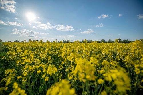 Free Beautiful sunny day in a vibrant rapeseed field near Toruń, Poland, perfect summer landscape. Stock Photo