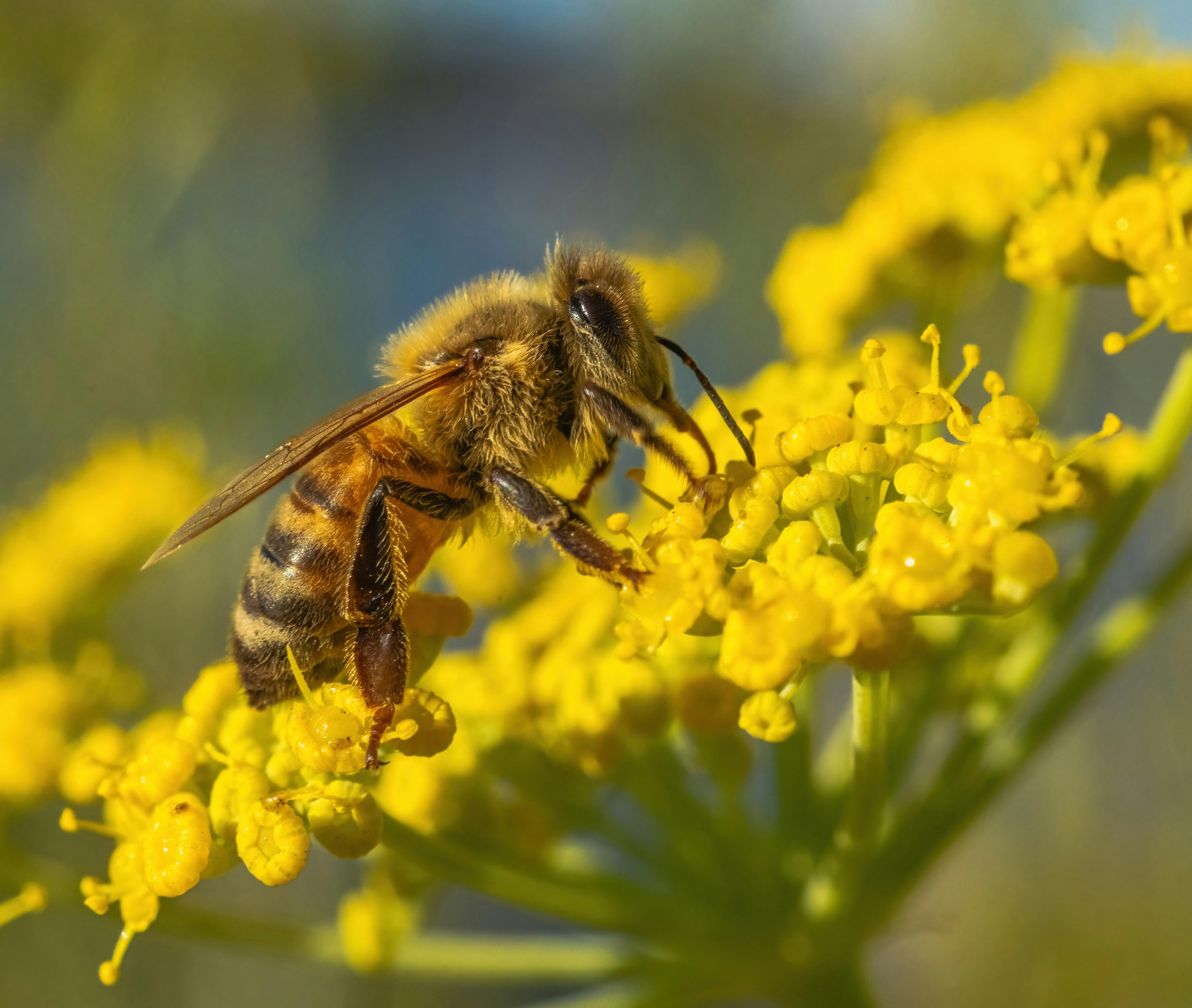 A Bee on a Yellow Flower