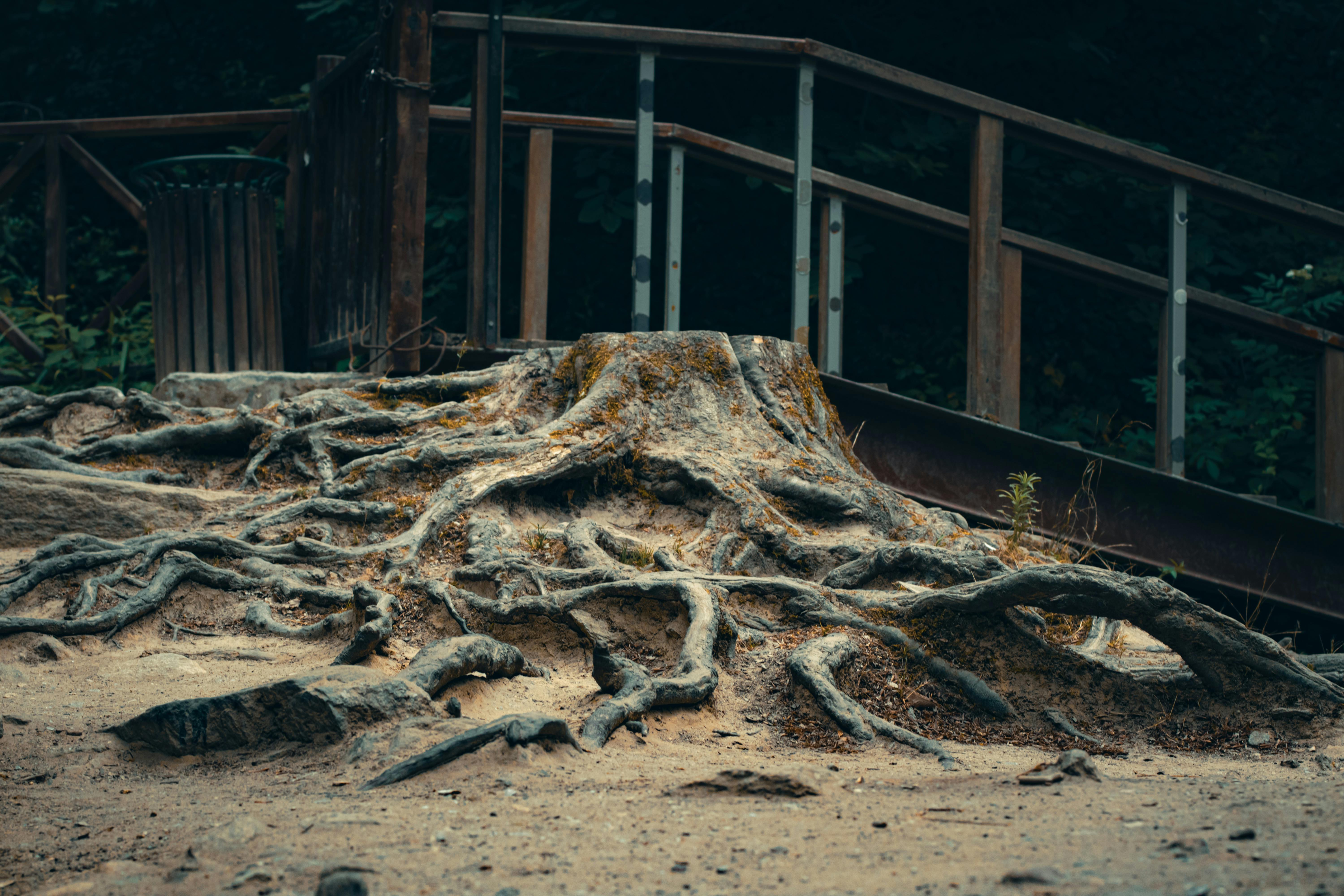 Captivating image of gnarled tree roots exposed near a rustic wooden bridge.