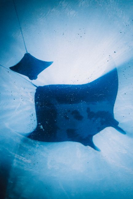 A captivating underwater shot of two giant oceanic manta rays swimming gracefully in the ocean.