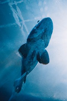 A vibrant fish swims gracefully underwater, illuminated by sunlight from above.