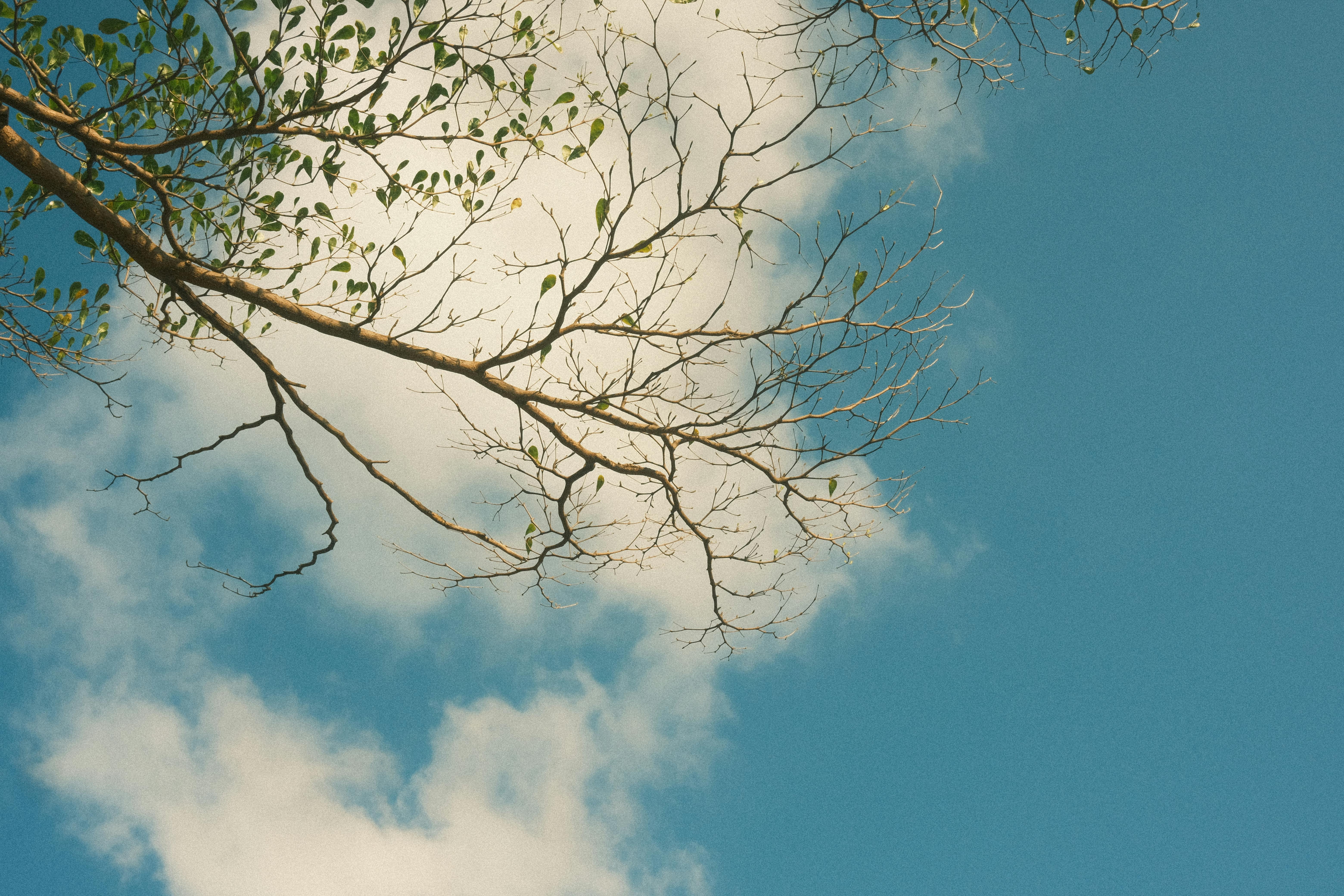 A tranquil scene with tree branches extending into a bright blue sky with fluffy clouds.