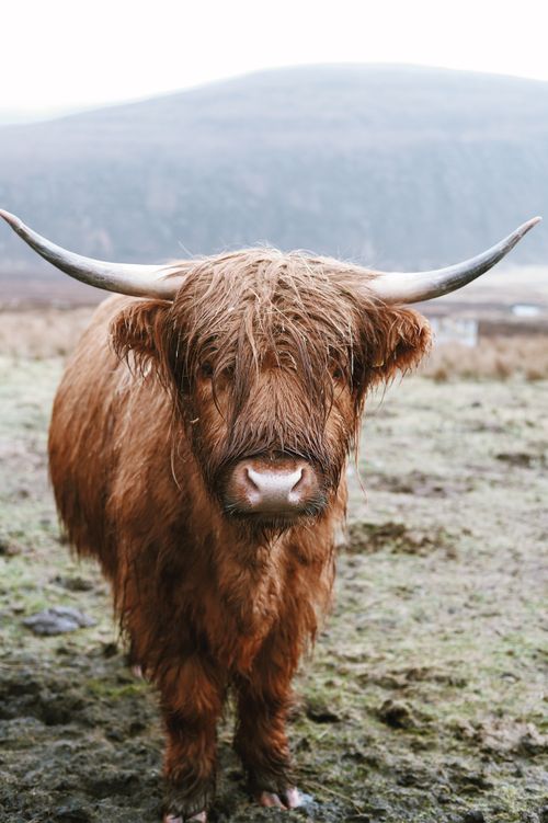 Free A beautiful highland cow standing in a misty rural field during daytime. Stock Photo