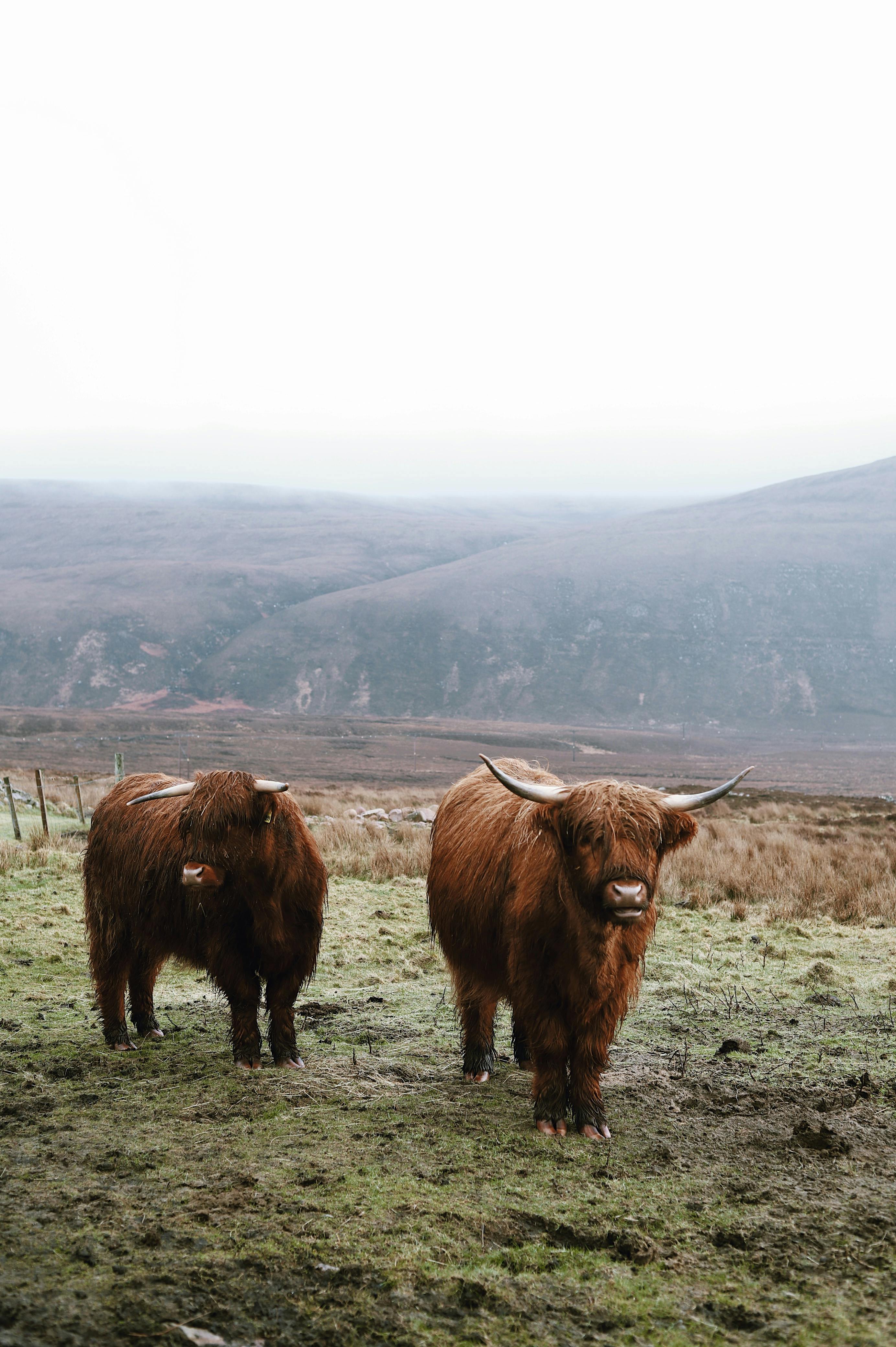 Gratuit Photos gratuites de agriculture, agriculture traditionnelle, animaux de compagnie Photos