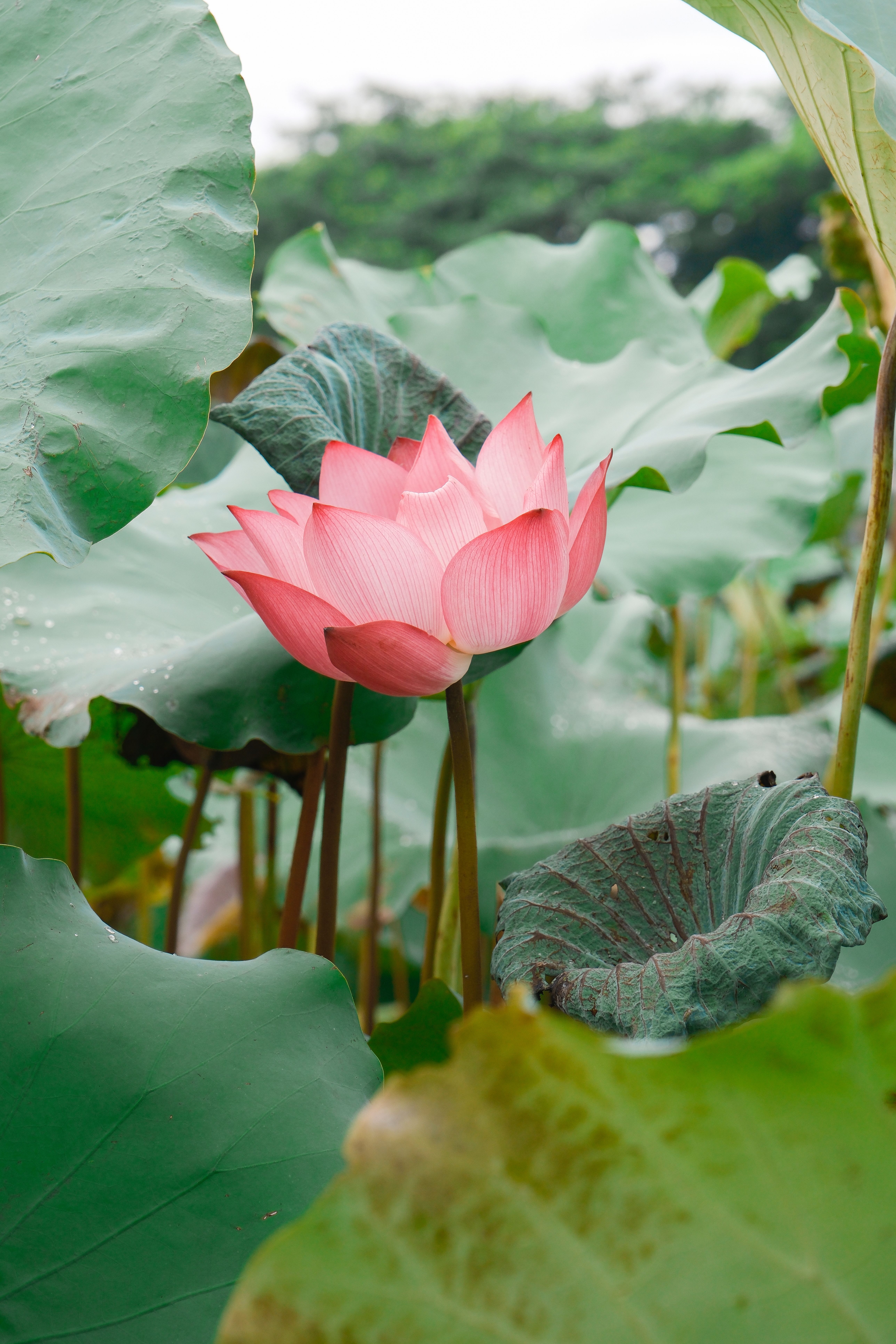 A pink lotus flower with green leaves in the middle · Free Stock Photo