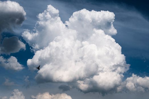 Spectacular formation of fluffy white clouds with a bird in flight under a vibrant blue sky.