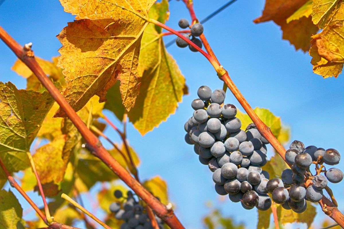 Late-ripening dark Graciano grape clusters hanging on the vine among golden autumn leaves in Rioja