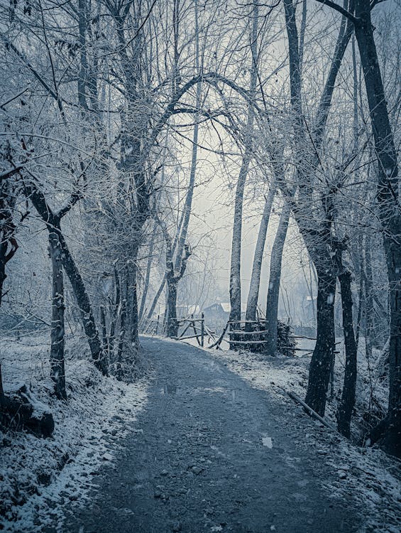 A path through the woods in winter · Free Stock Photo