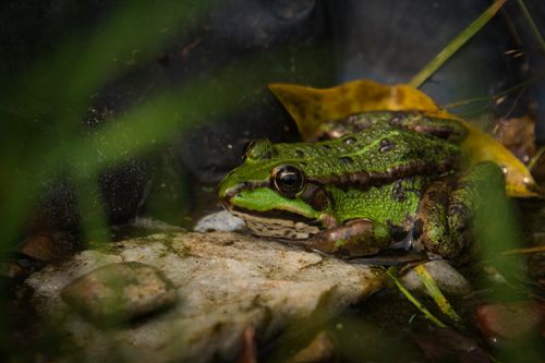Free Close-up of a vibrant green frog among rocks and leaves in a natural habitat. Stock Photo