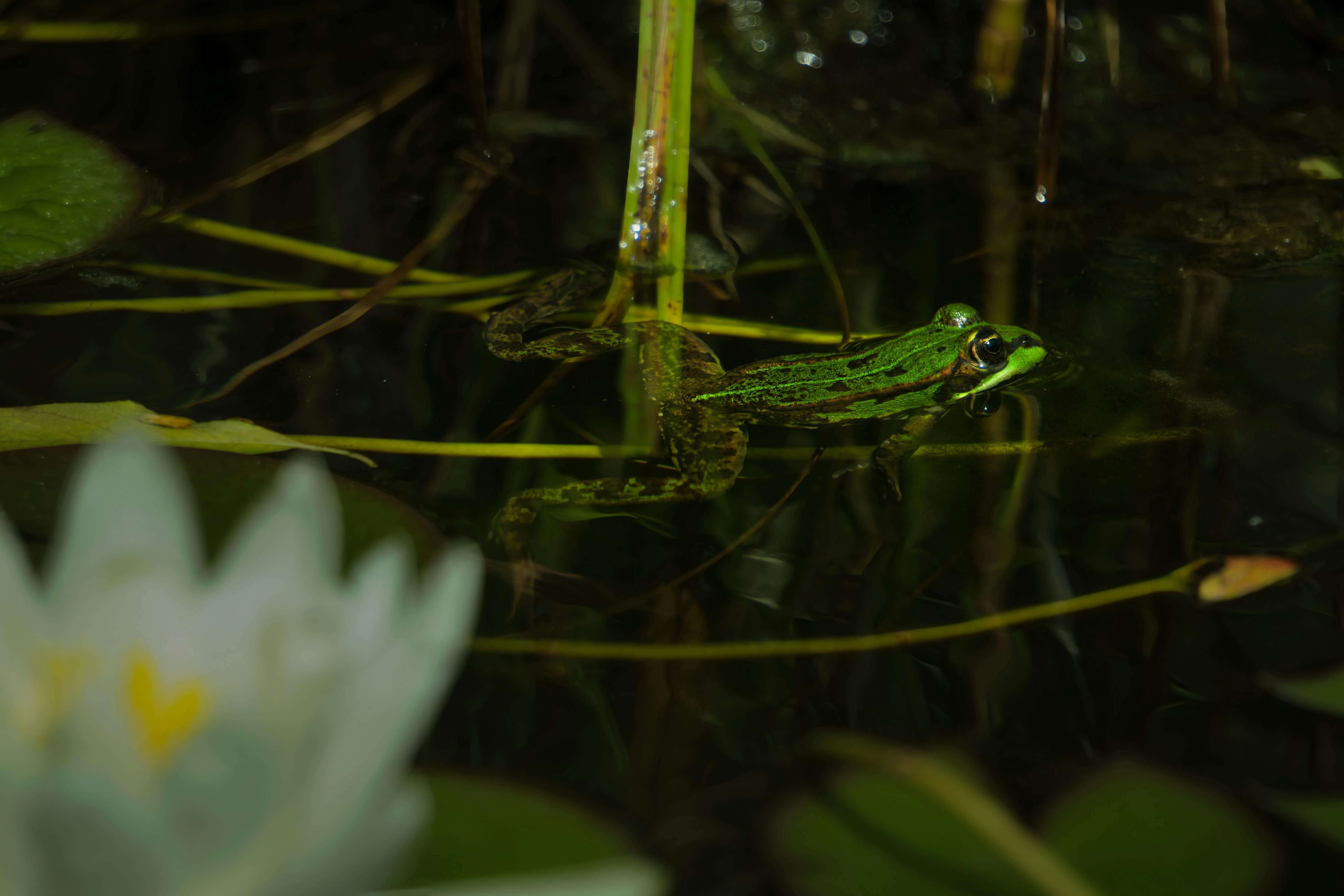 frosch im teich