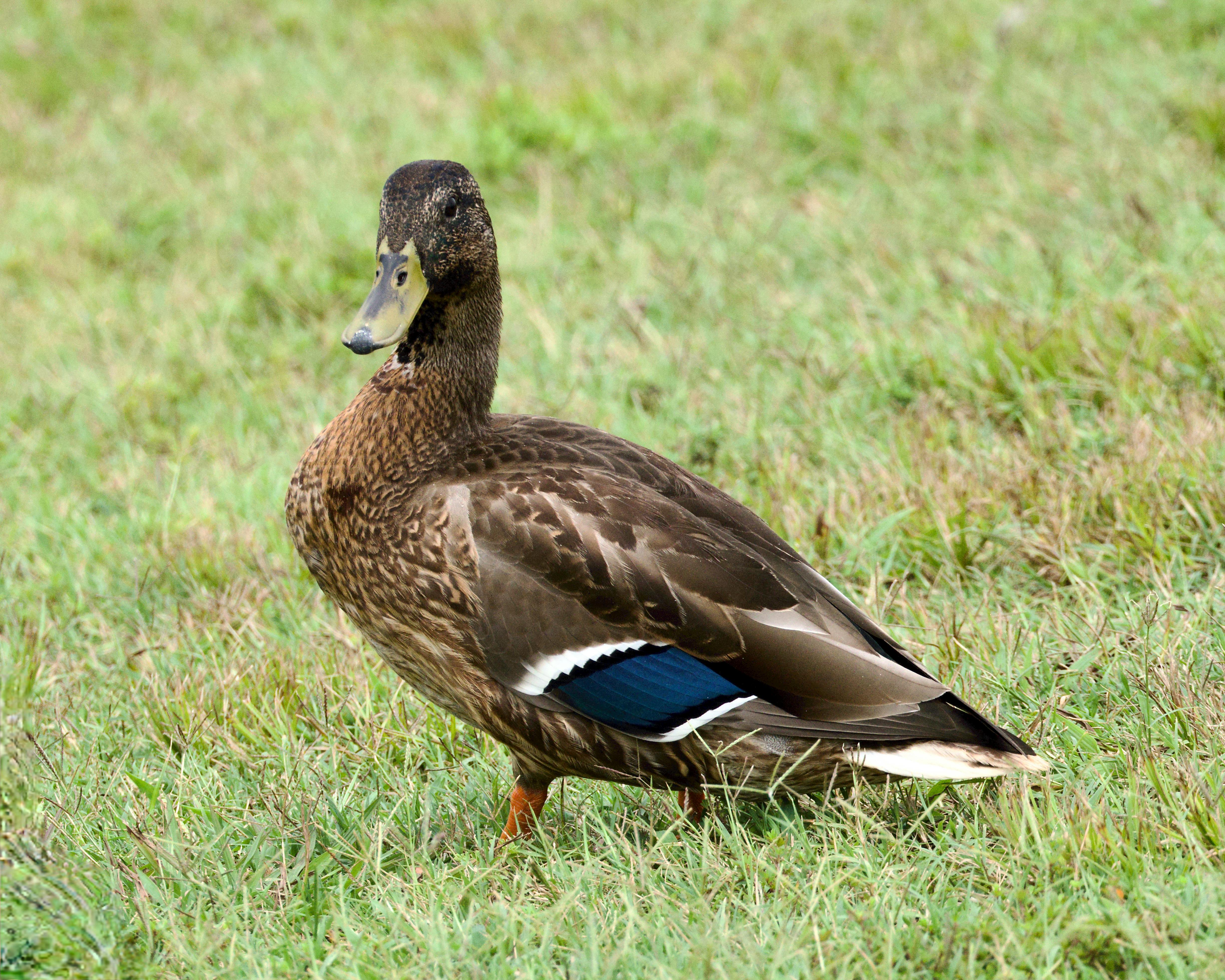 mallard hen