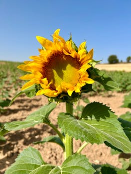 Ape che impollina un fiore