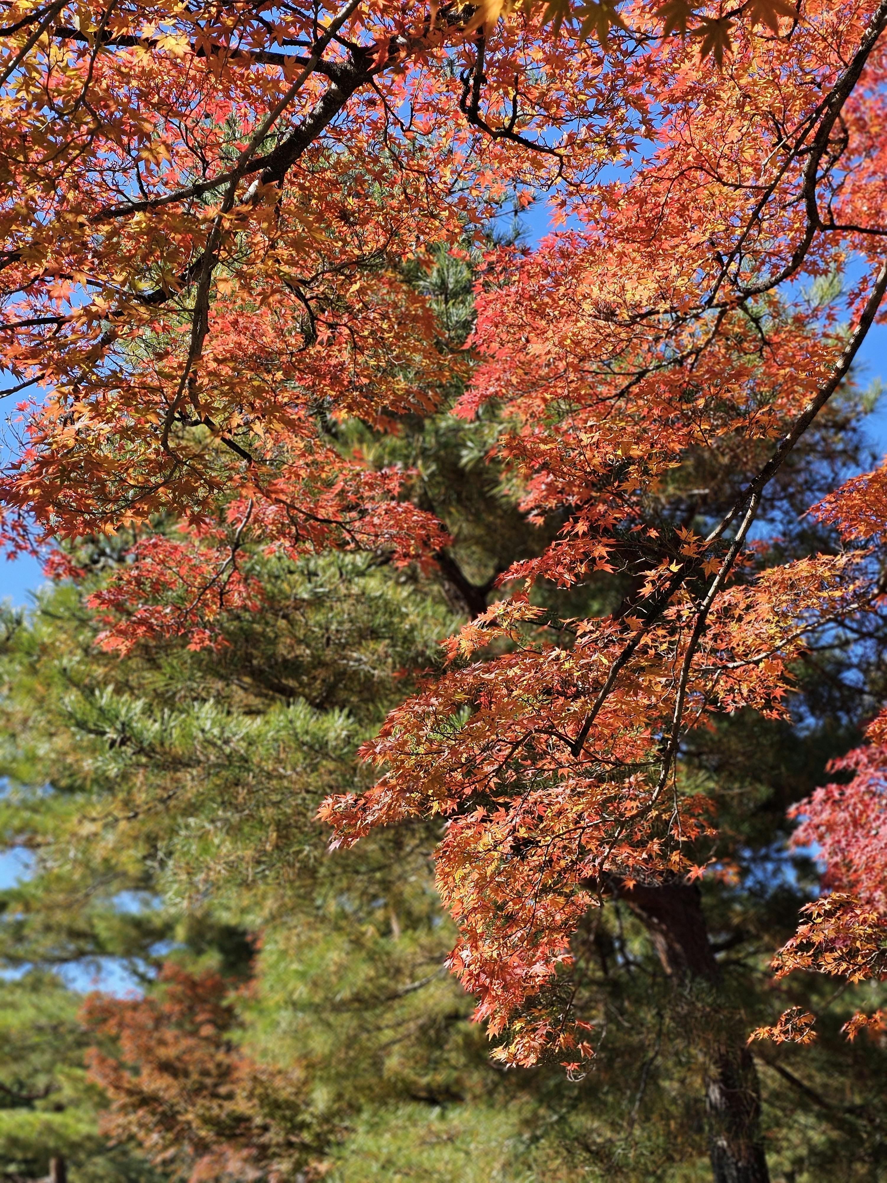 autumn leaves in the forest