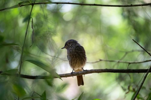 Free A tiny bird sits on a branch surrounded by vibrant green foliage in a natural setting. Stock Photo