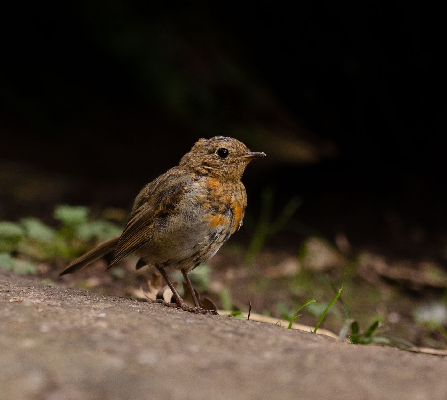 Robin Le Normand