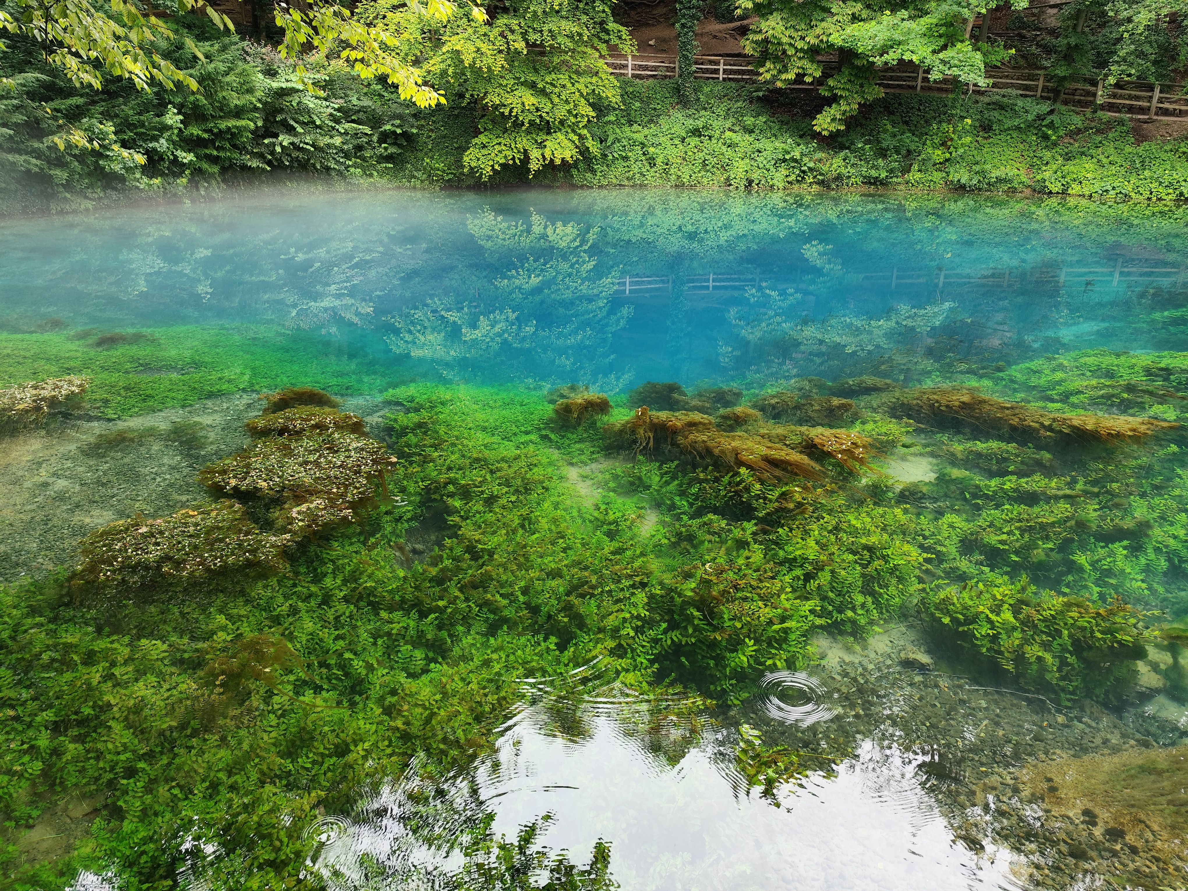 Vibrant aquatic landscape at Blaubeuren, Germany, showcasing crystal clear waters and lush greenery.