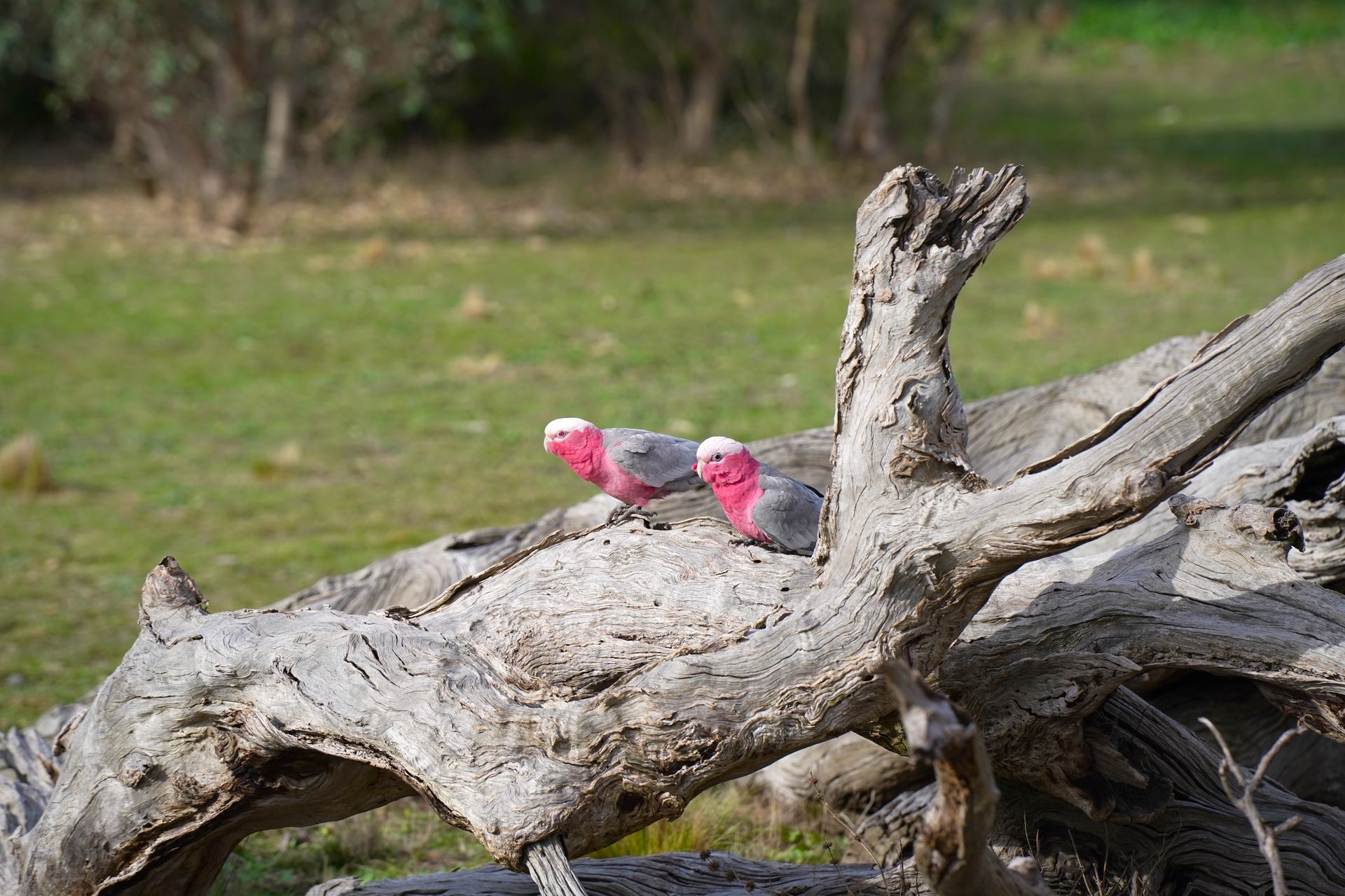 Birds in the Bush