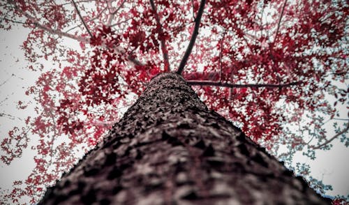 棕色和红色树低角度摄影