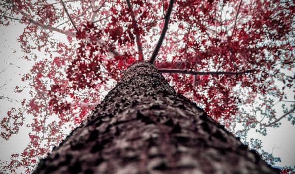 Brown and Red Tree Low-angle Photography