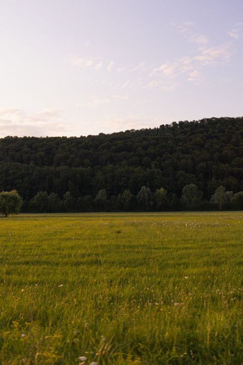 Free Expansive green field with a forested horizon under warm sunset skies, perfect for nature backgrounds. Stock Photo