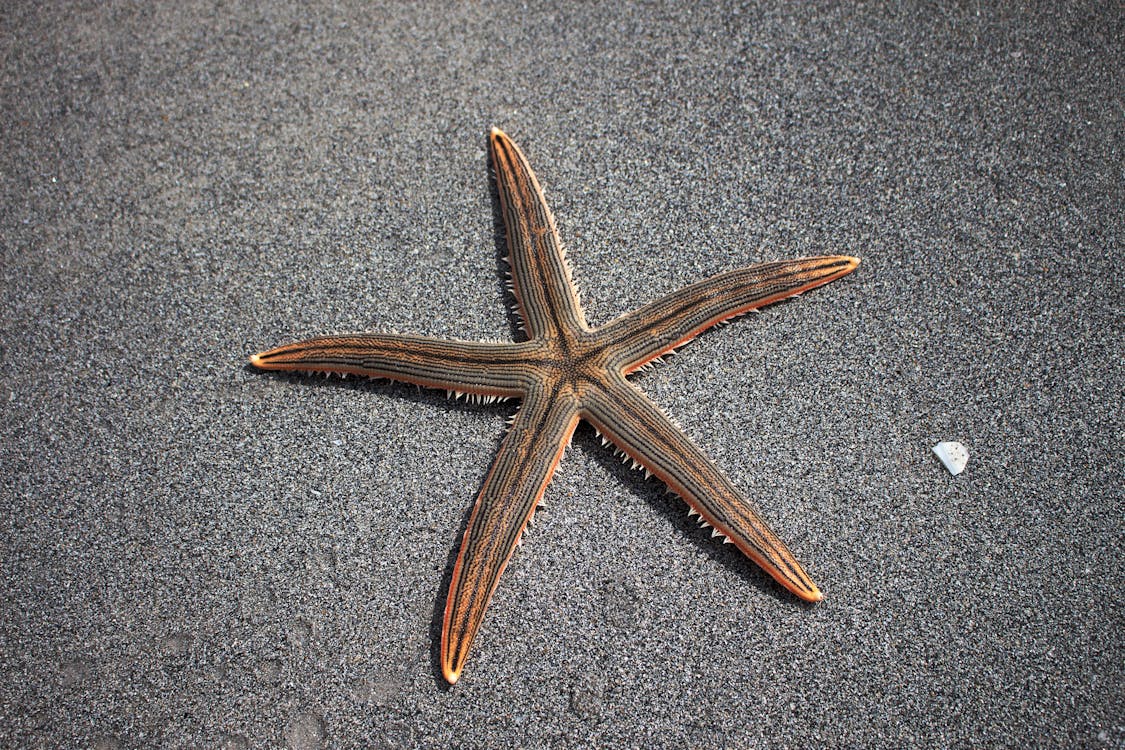 Free Brown Starfish Stock Photo