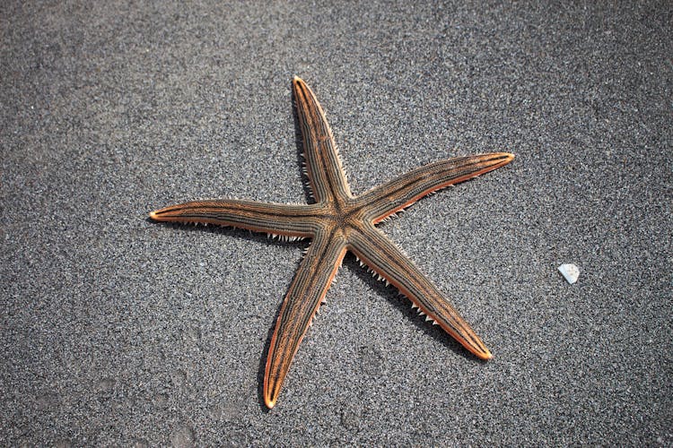 Brown Starfish