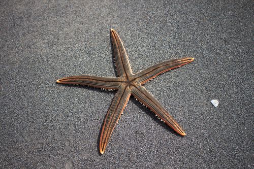 Free Brown Starfish Stock Photo