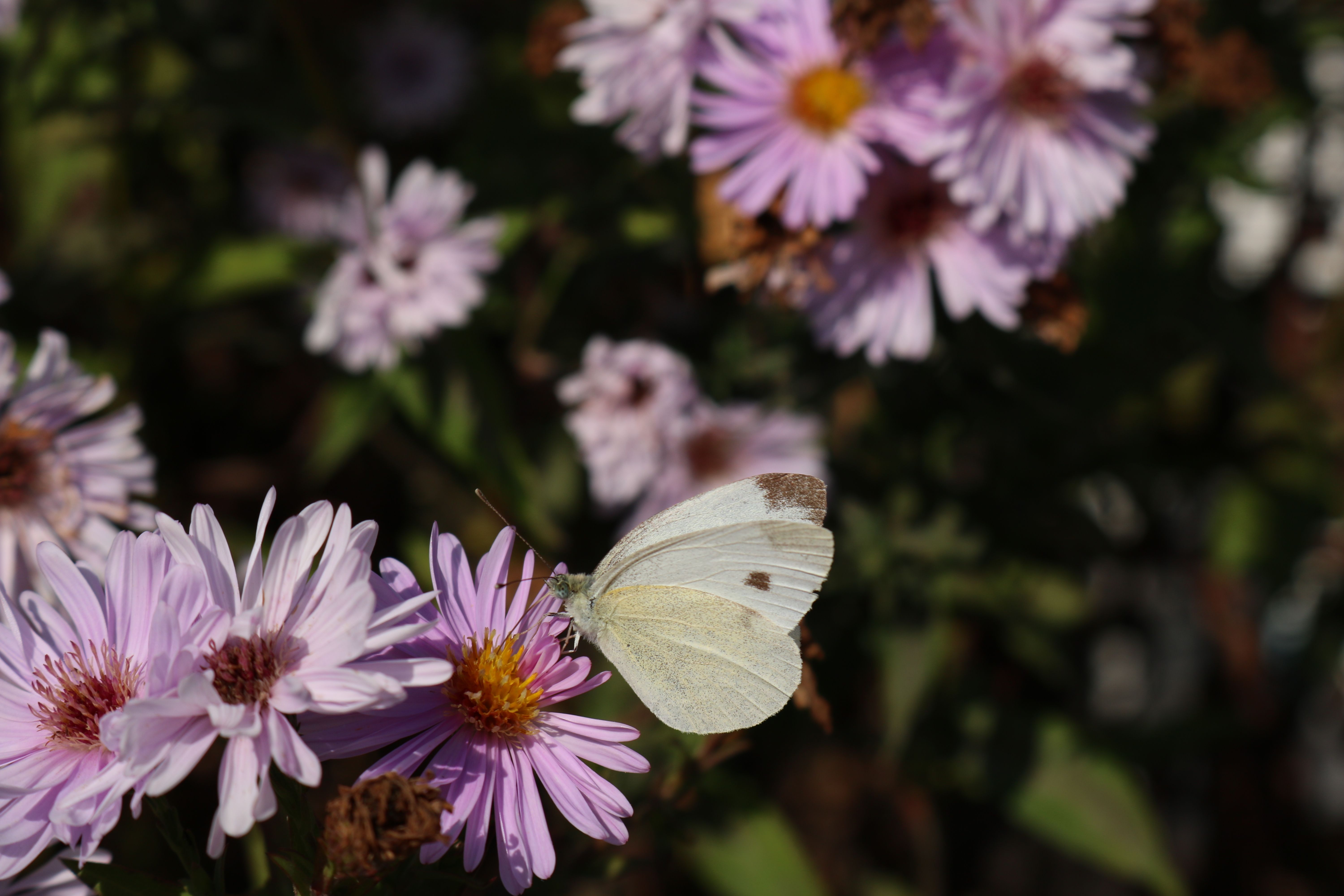 A white butterfly sitting on a purple flower · Free Stock Photo