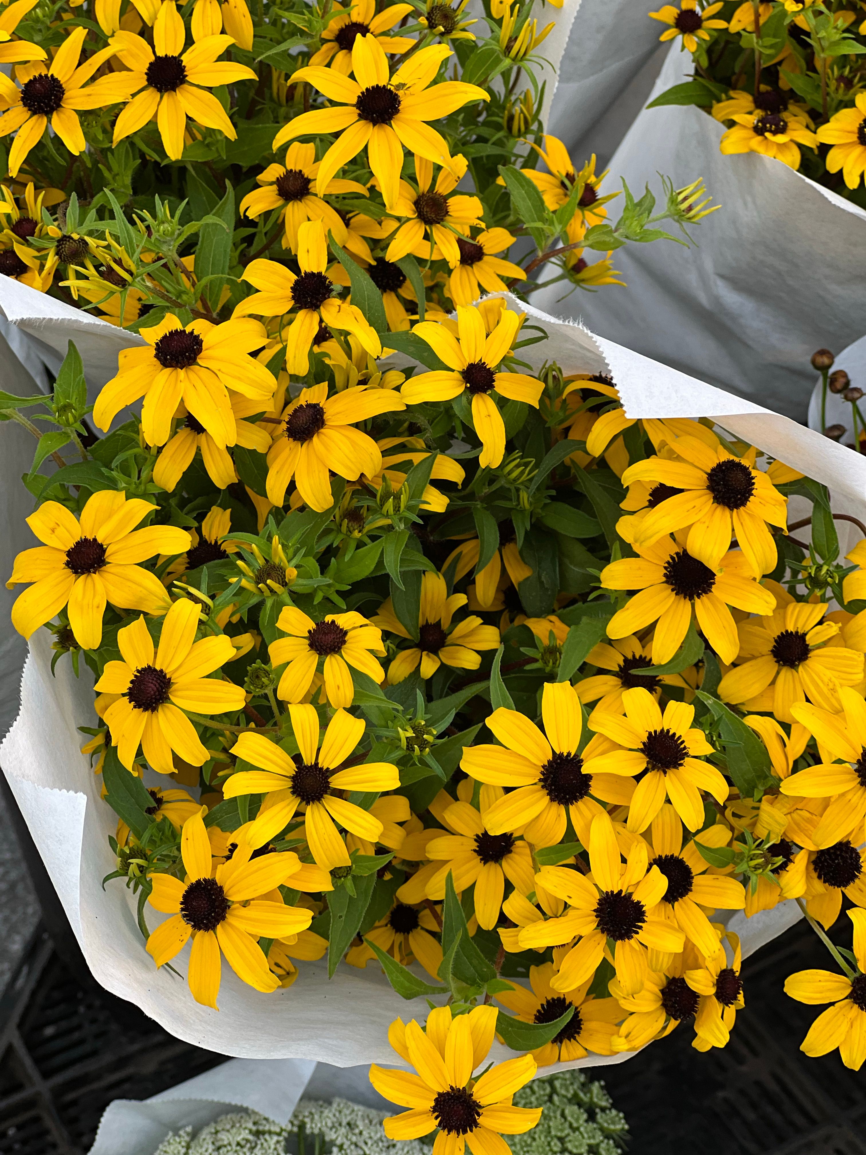 Black eyed susans in the garden · Free Stock Photo