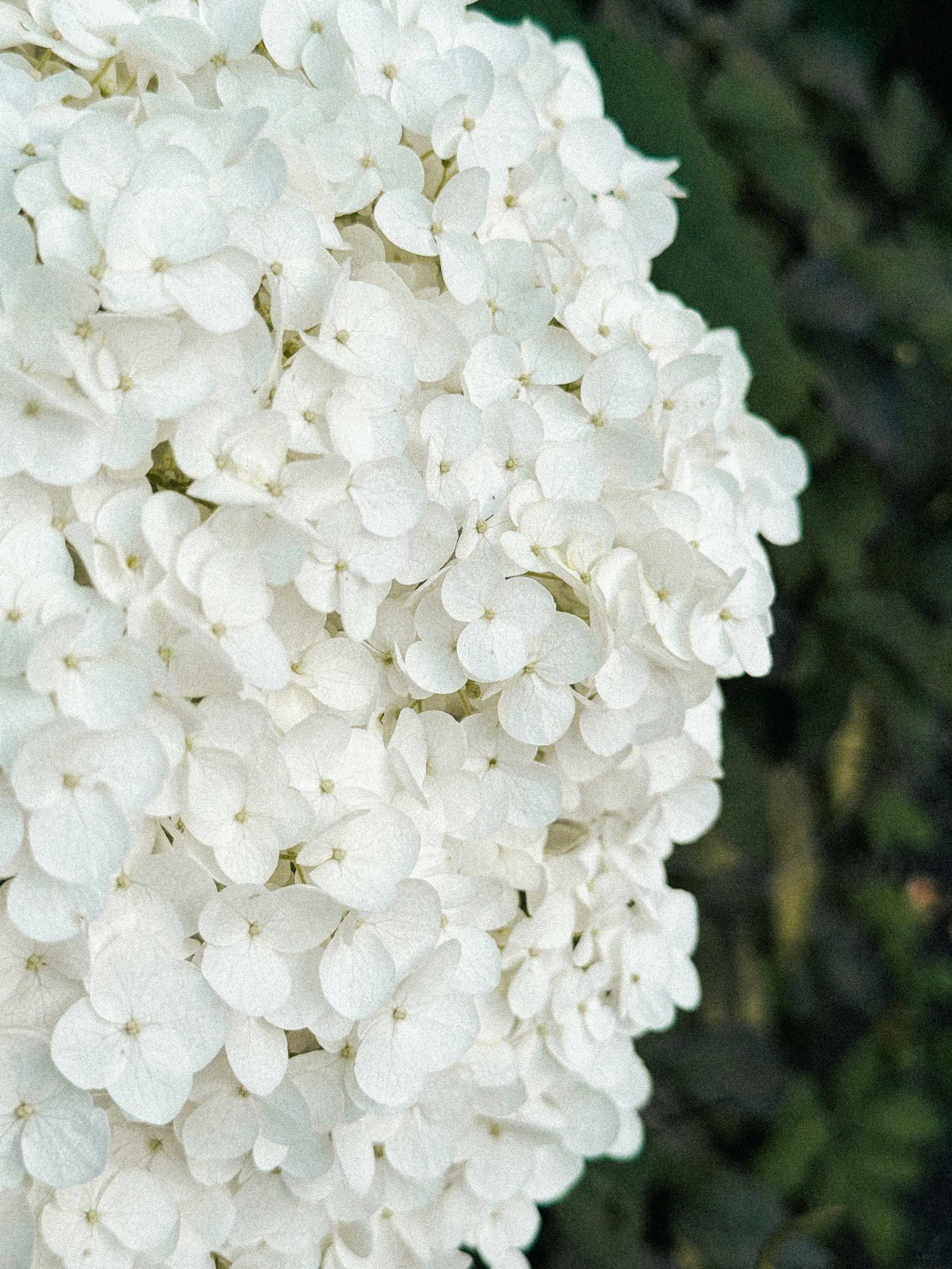 Illustrative white hydrangea planting