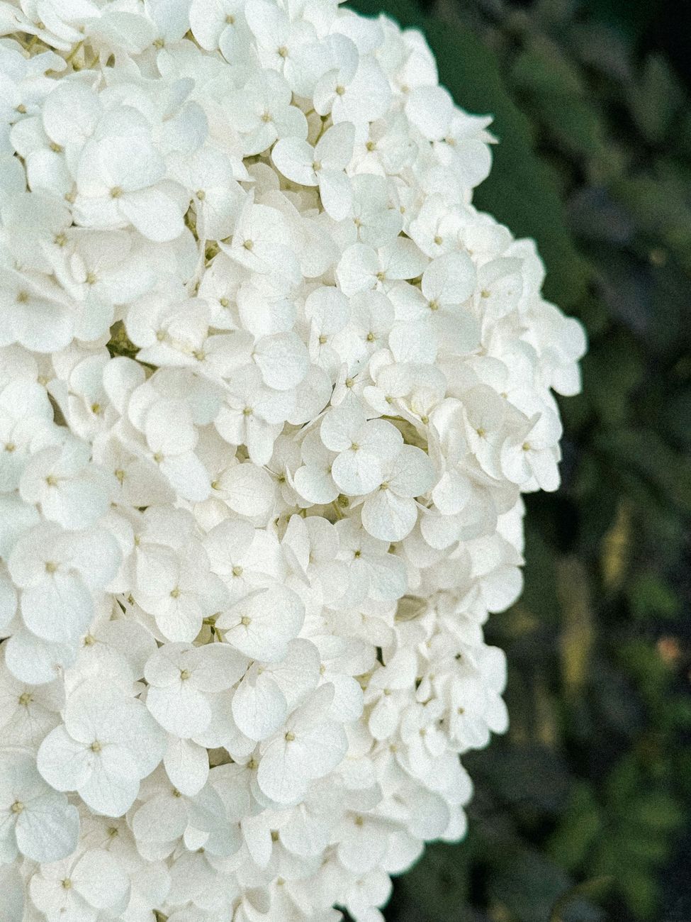 Illustrative white hydrangea planting