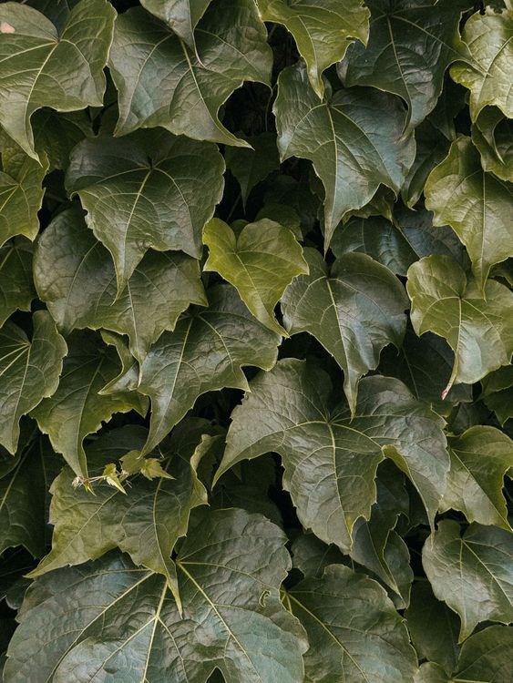 A Close Up Of A Green Ivy Plant Free Stock Photo a-close-up-of-a-green-ivy-plant-free-stock-photo