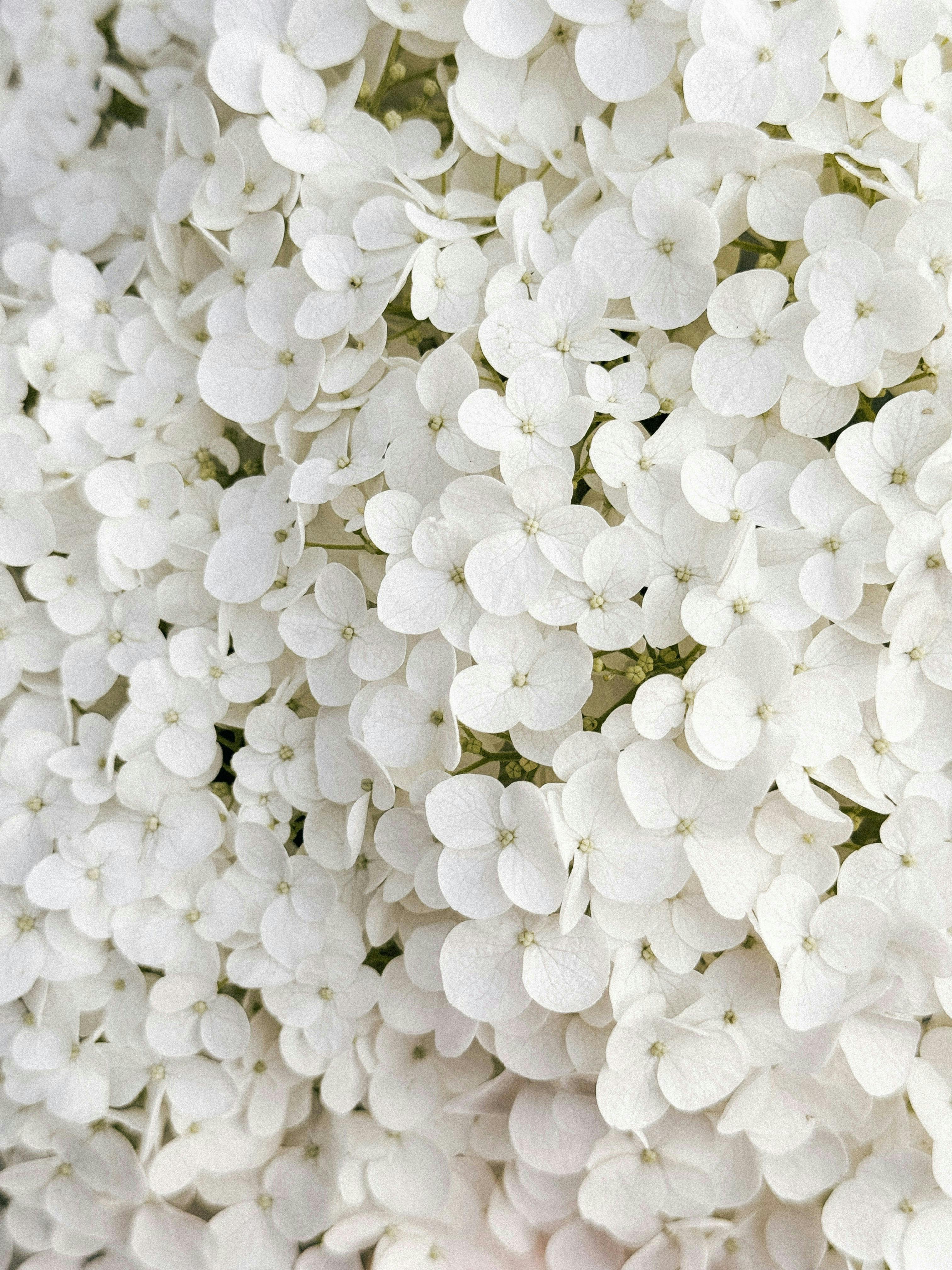 Delicate close-up of white hydrangea flowers showcasing natural beauty and elegance.
