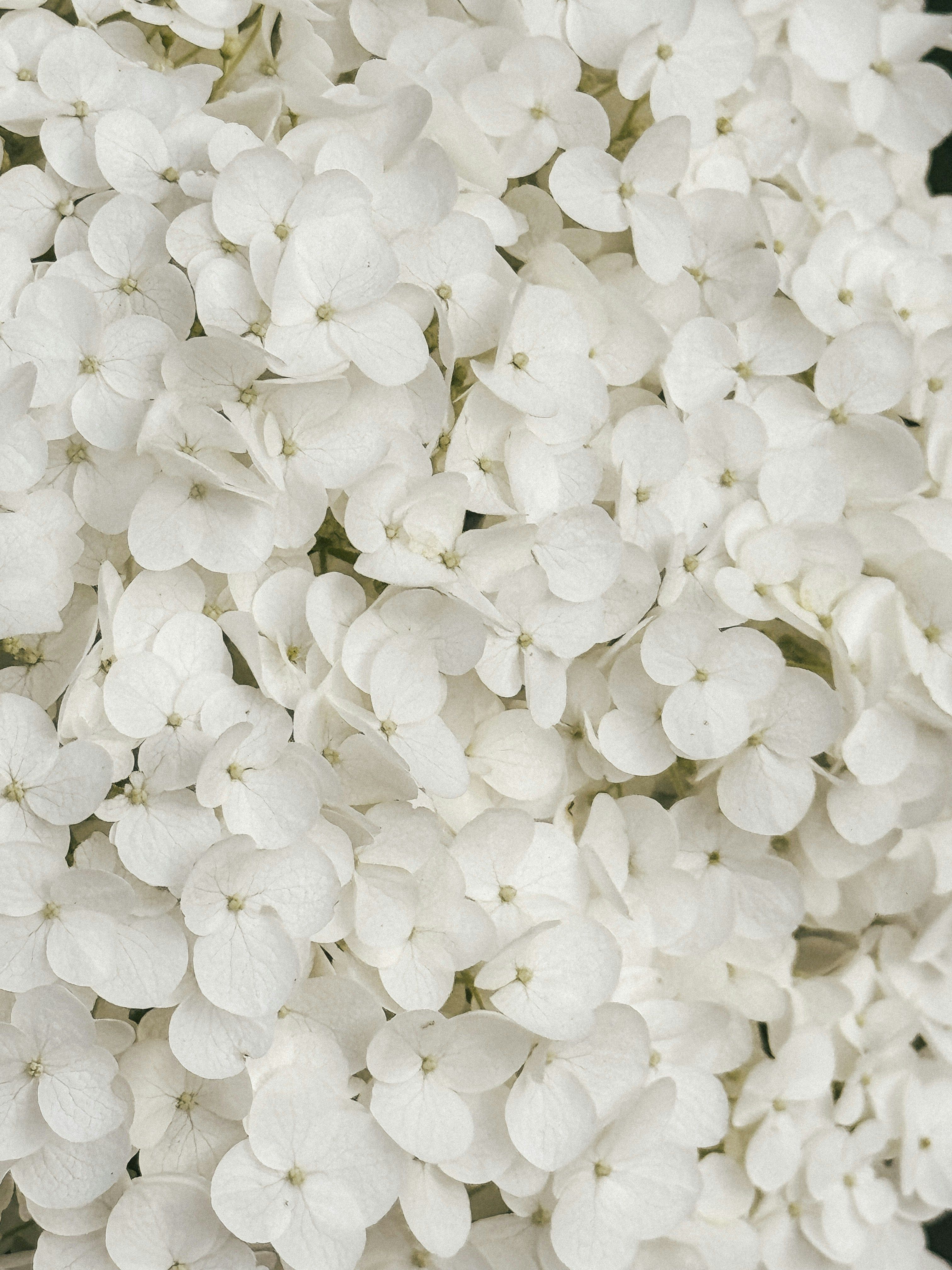 A close up of a bunch of white flowers · Free Stock Photo