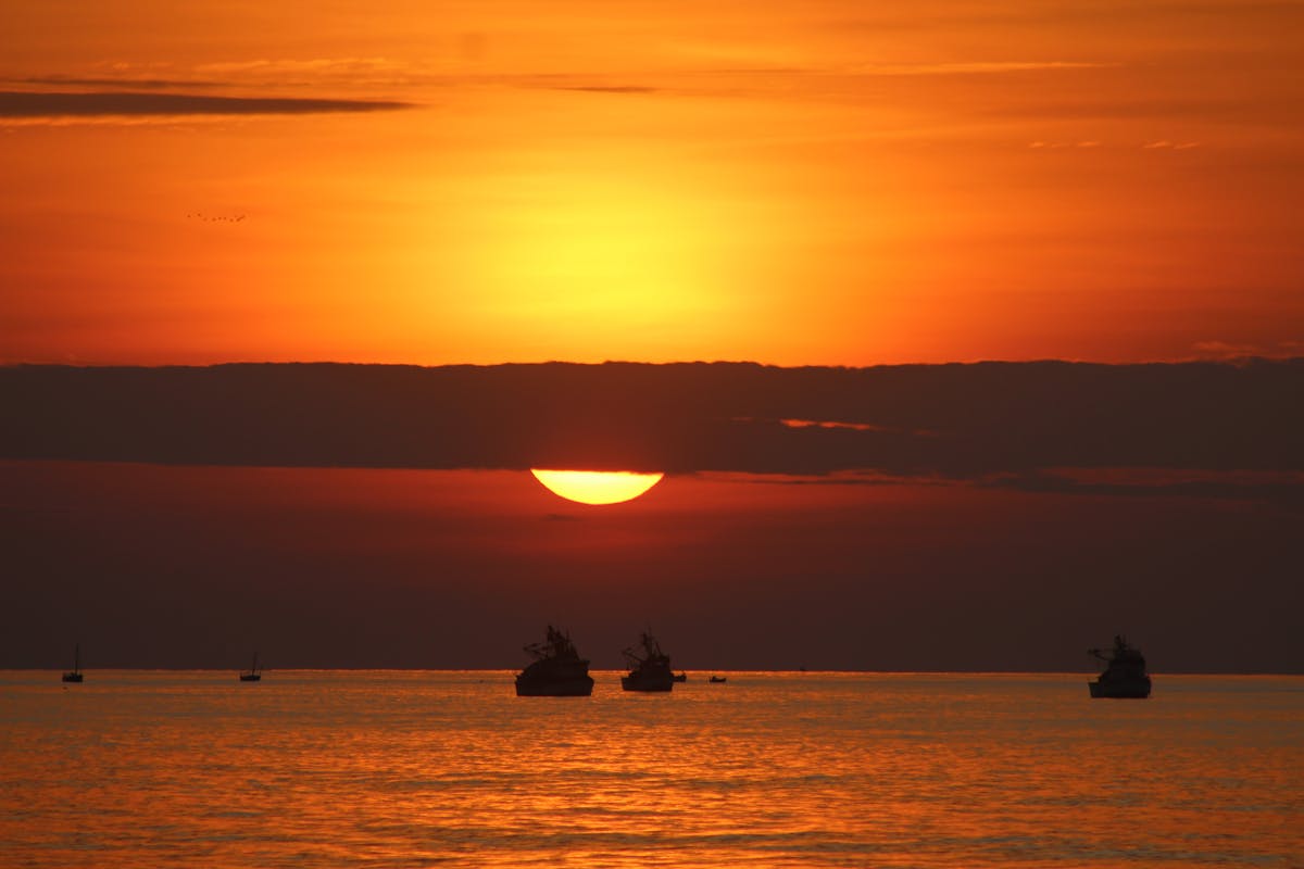 Mejor Pienso para Gatitos 2026: Comparativa y Guía de Nutrición