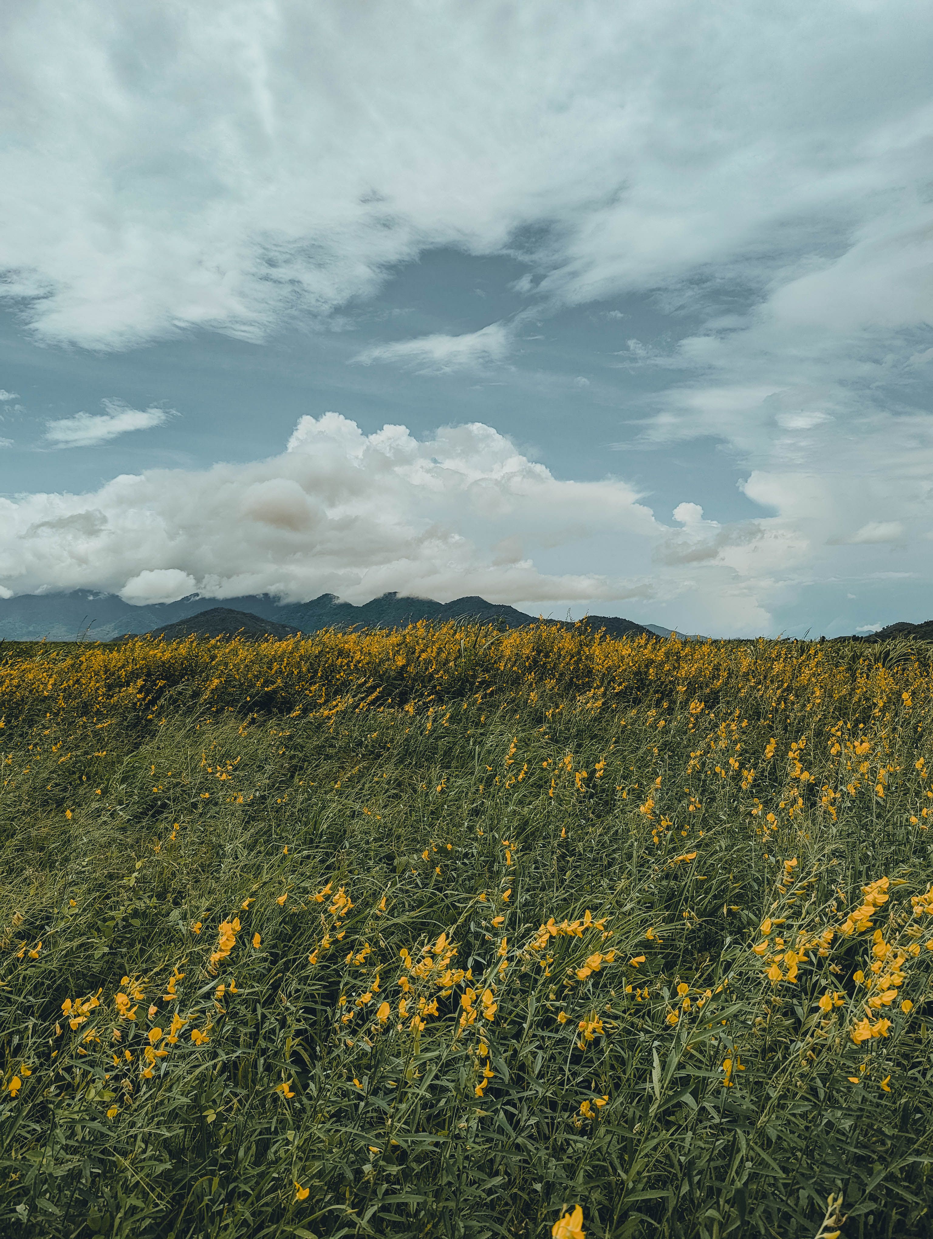 A field of yellow flowers with mountains in the background · Free Stock ...