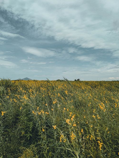 Free Tranquil rural landscape with yellow wildflowers under a sprawling sky. Stock Photo